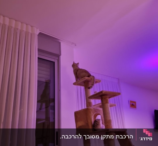 חתול על עץ טיפוס לחתולים בסלון